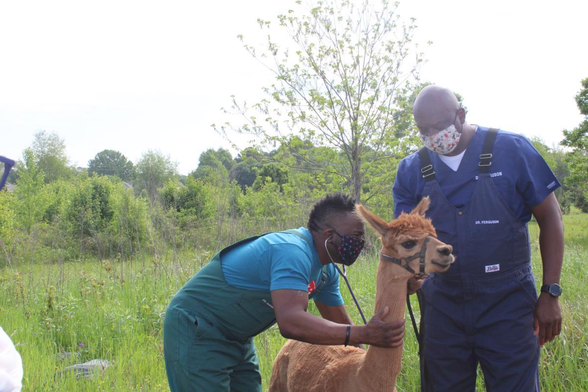 Dr. Hodges examining a puppy during a routine check-up at the hospital