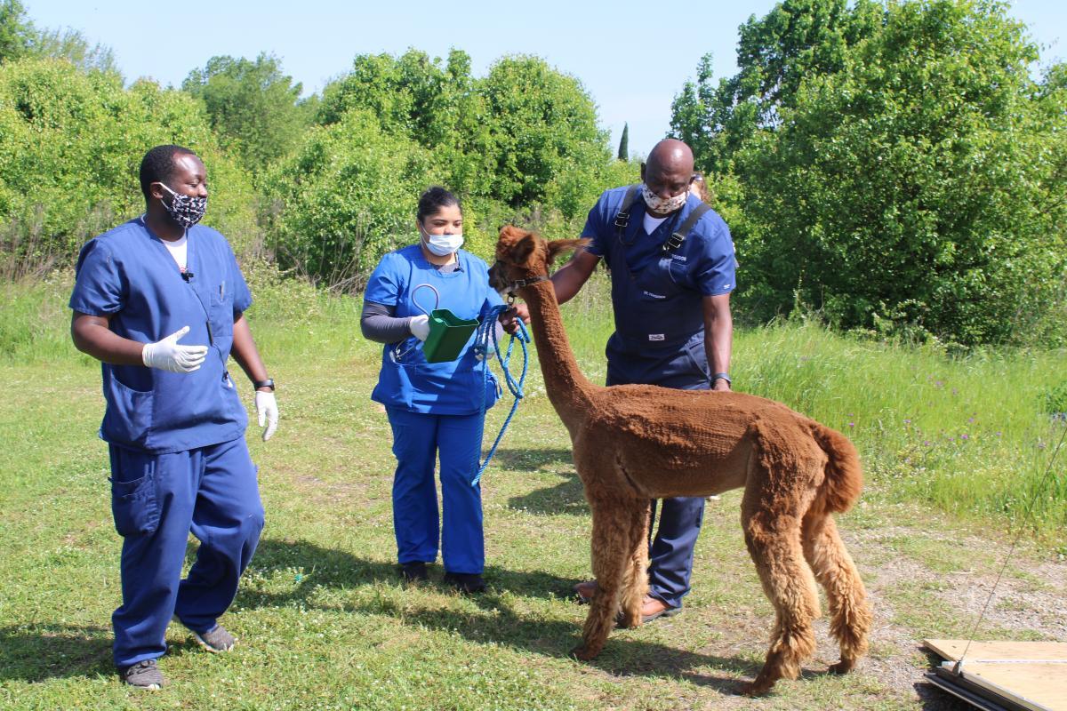 Staff members caring for a cat in the treatment area of the facility